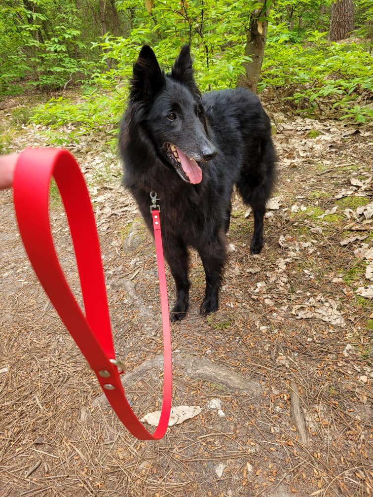 Laisse Standard – Image 2